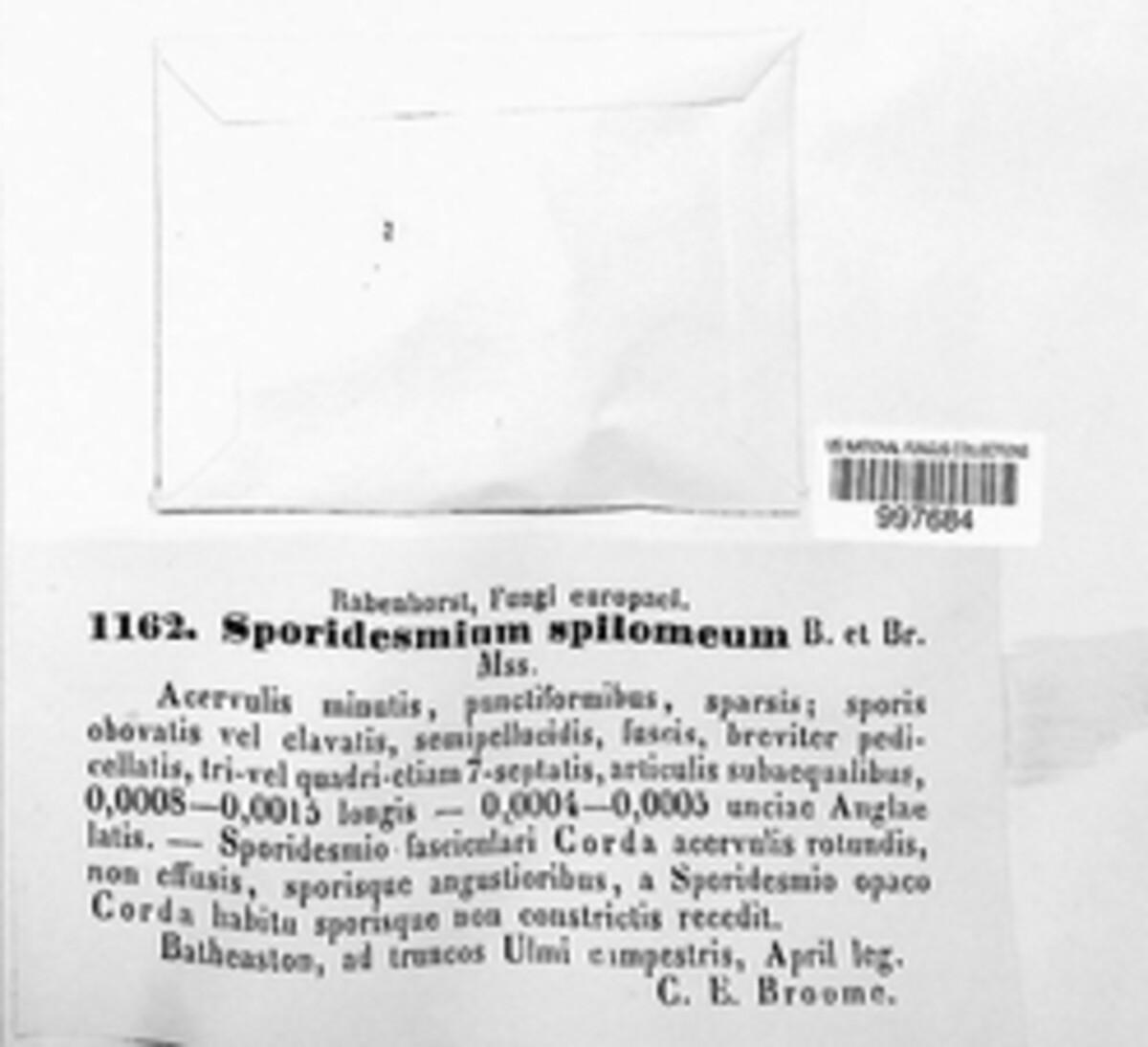 Bactrodesmium image